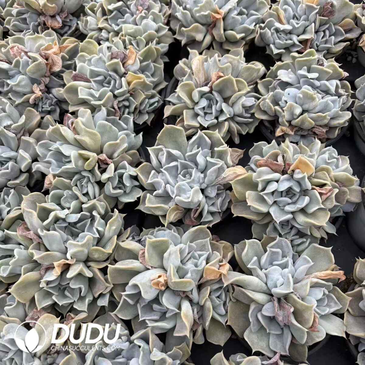 08206D90201.jpg Echeveria Thriller Pearl Clustering - 画像 (1)