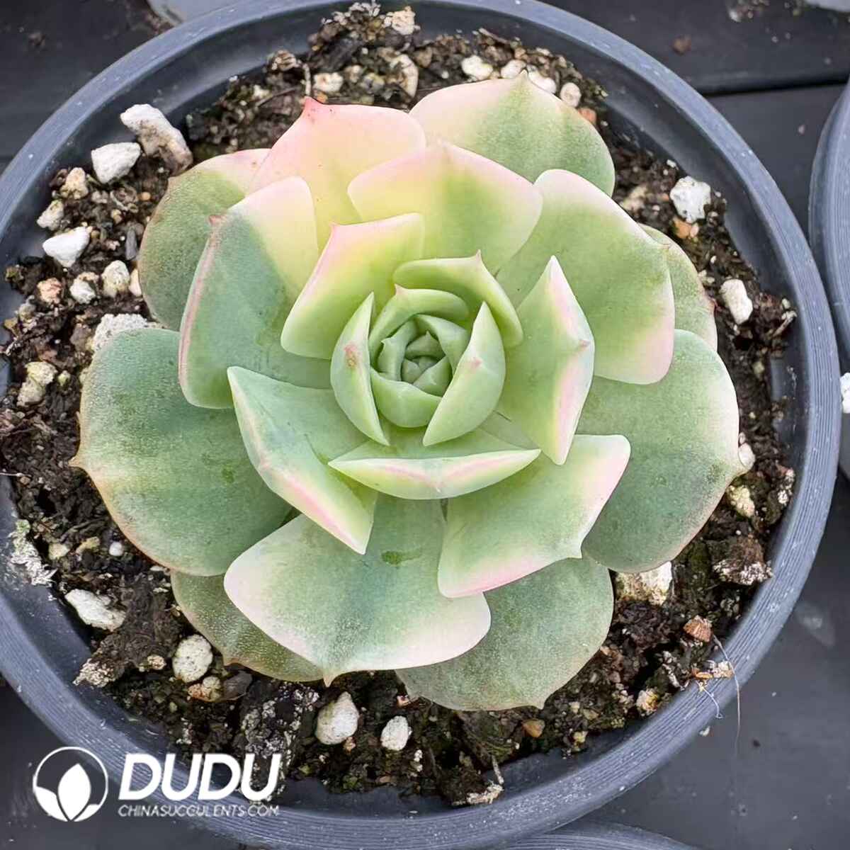 08208D90201.jpg Echeveria Glori Variegated - 画像 (1)