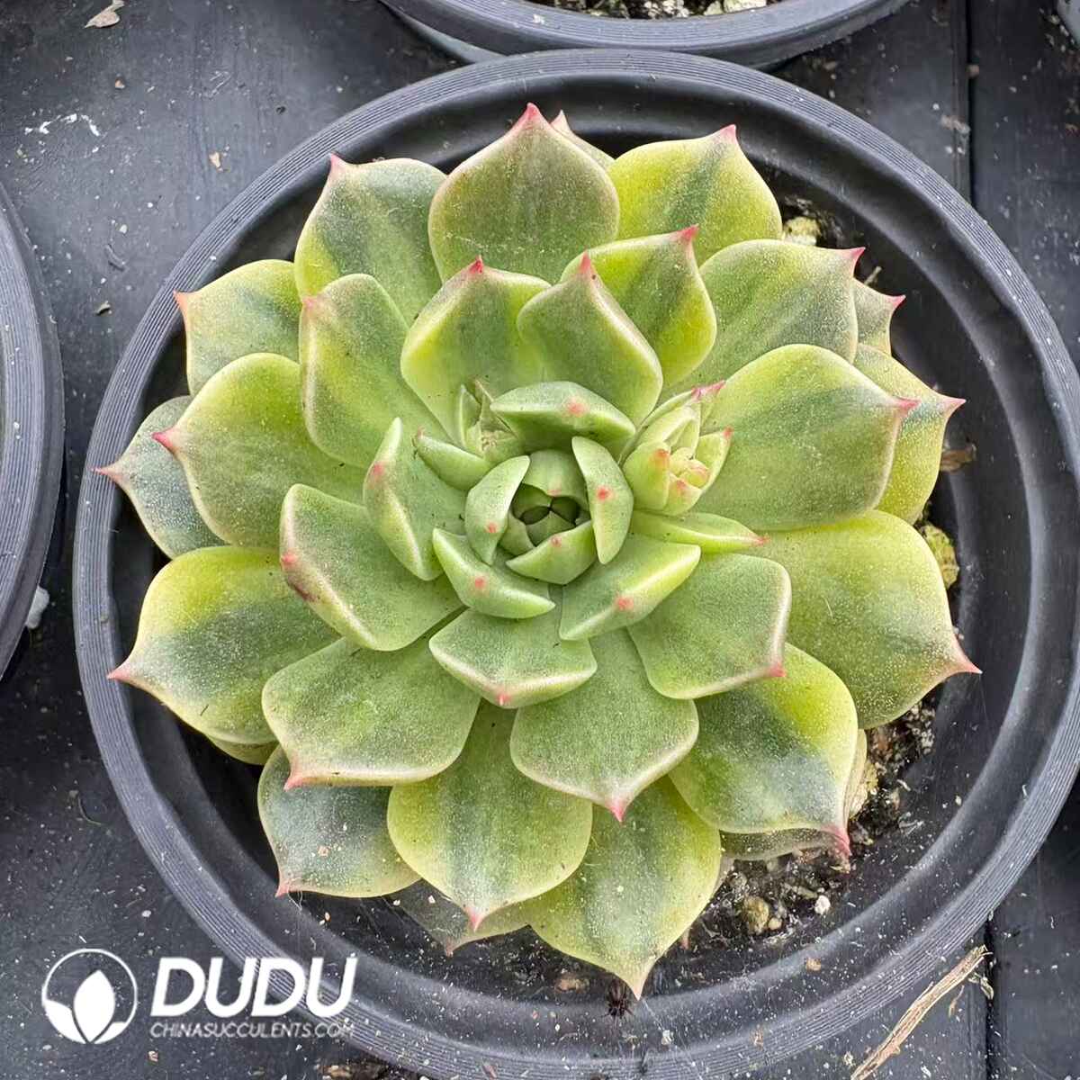 08209D90201.jpg Echeveria Margaret Variegated - 画像 (1)