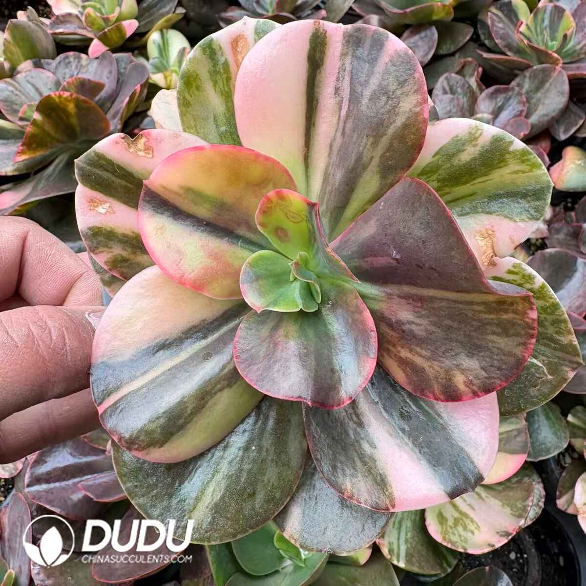 08211D90201.jpg Echeveria Thin Leaf Madonna variegated - 画像 (1)