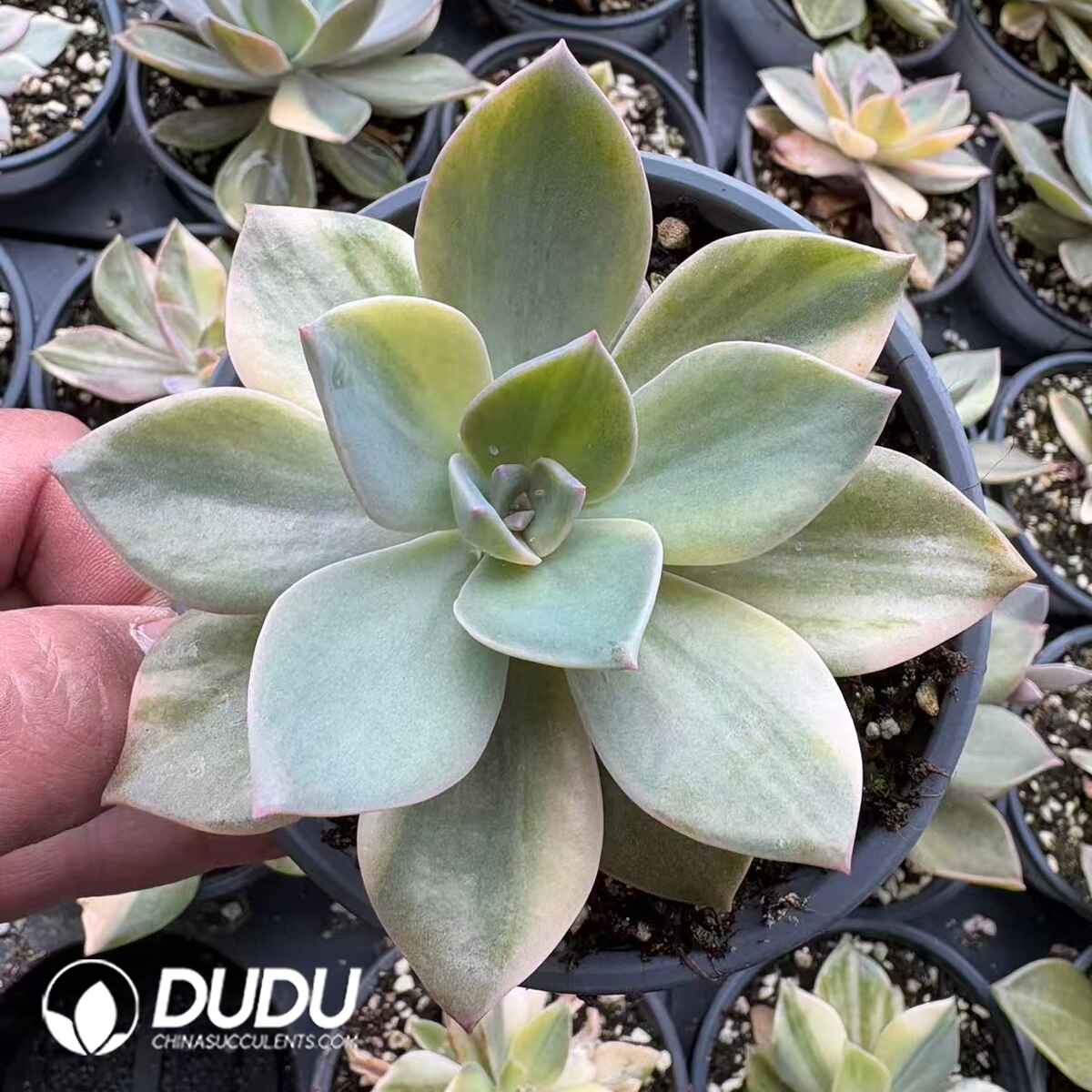 08213D90201.jpg Echeveria cv. Huthspinke variegated - 画像 (1)