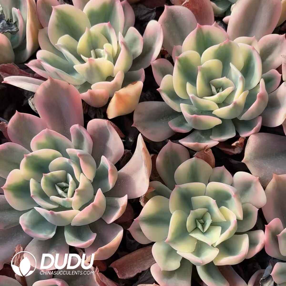 08214D90201.jpg Echeveria Imbricata variegeted - 画像 (1)