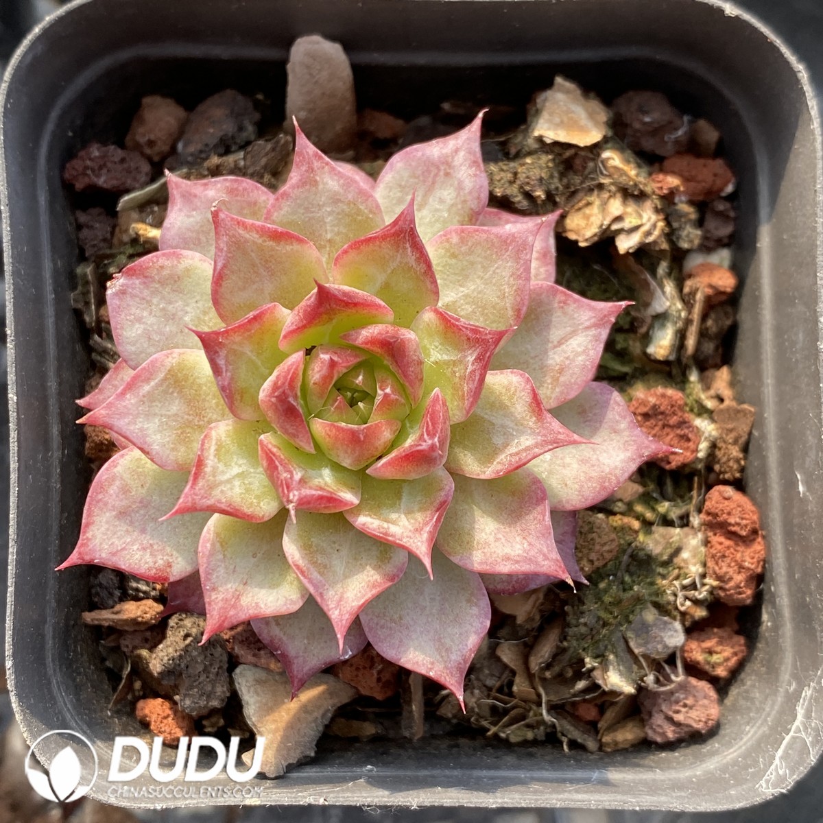 08241D70 (1) Echeveria Conch - 画像 (1)