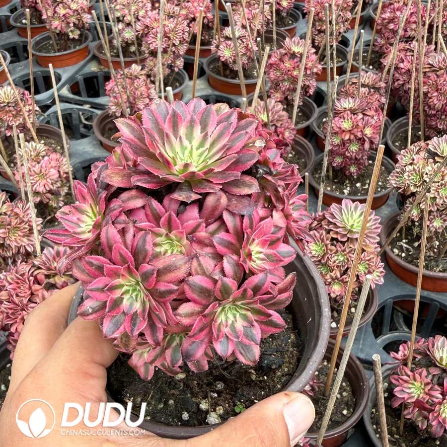08629D200 Aeonium Black Copper White Variegated Clustering - 画像 (1)