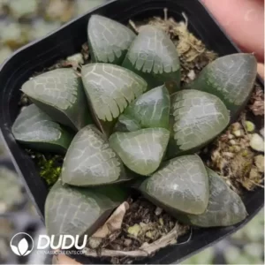 Haworthia GM291
