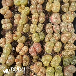 Conophytum Bubble Bird Honey Double Head