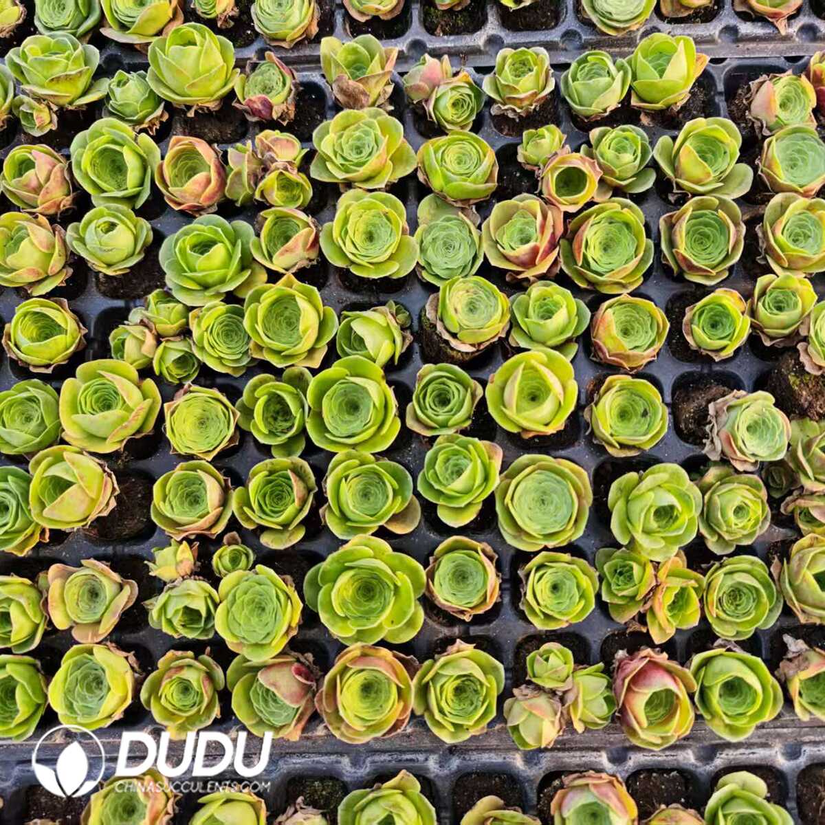 1756128859-1748414815-e201.jpg 128Pcs Aeonium Greenovia Diplocycla Seedlings(Mix & Match 6+) - 画像 (1)