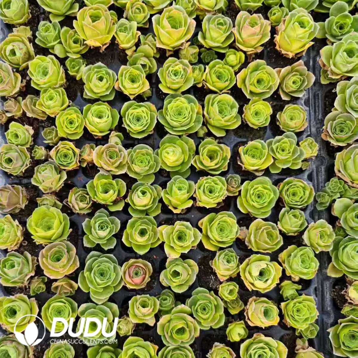 1756128860-1748414819-e201.jpg 128Pcs Aeonium Greenovia Aurea Ex El Hierro Seedlings(Mix & Match 6+) - 画像 (1)