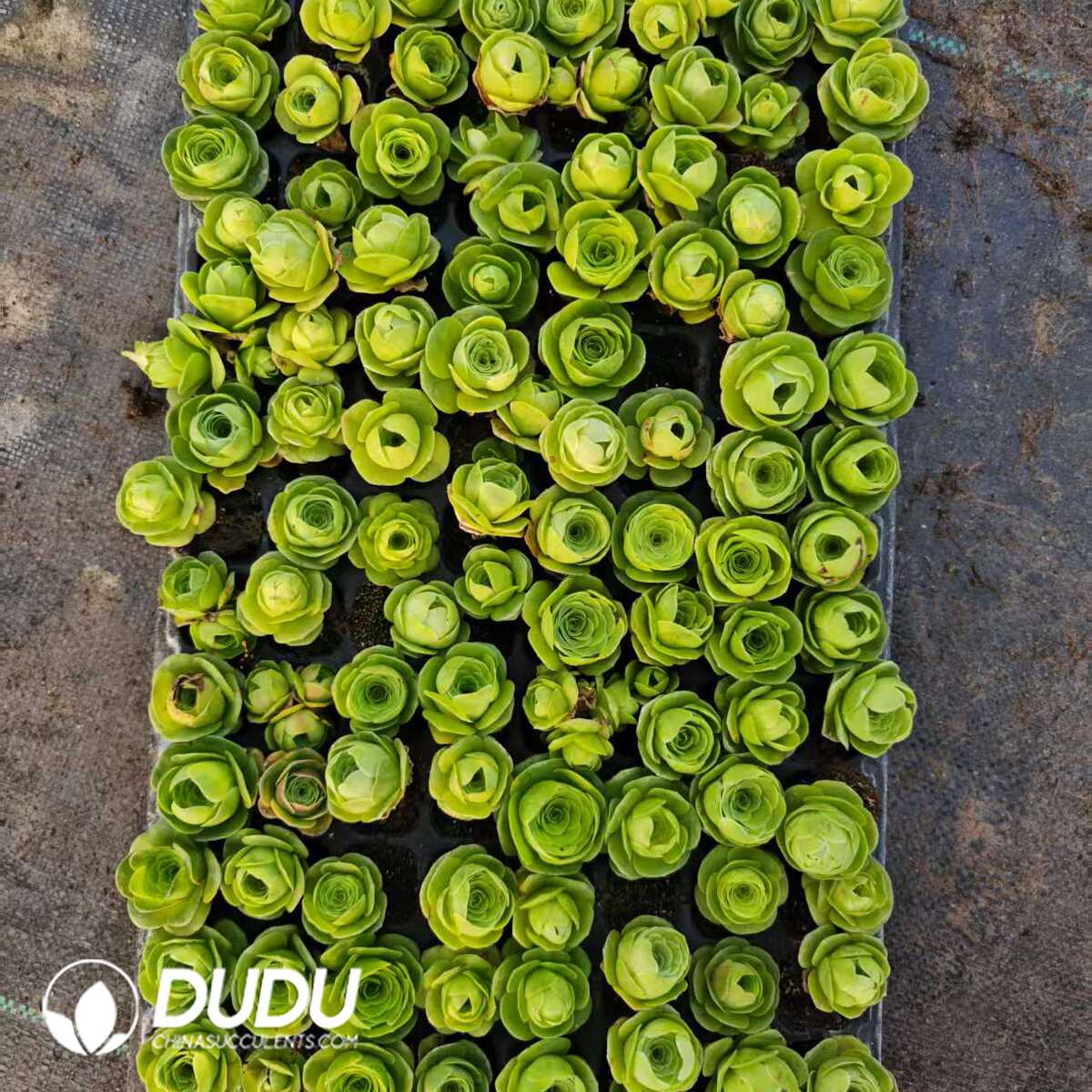 1756128862-1748414822-e201.jpg 128Pcs Aeonium Diplocyclum Var. Vigantea Seedlings(Mix & Match 6+) - 画像 (1)