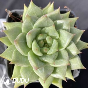 Echeveria Snow Mountain