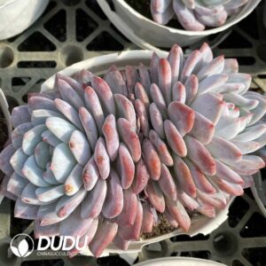 Echeveria Orange Monroe Double Head