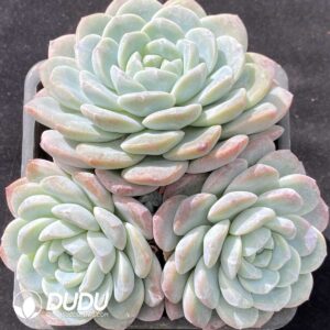 Echeveria Elegans Cluster