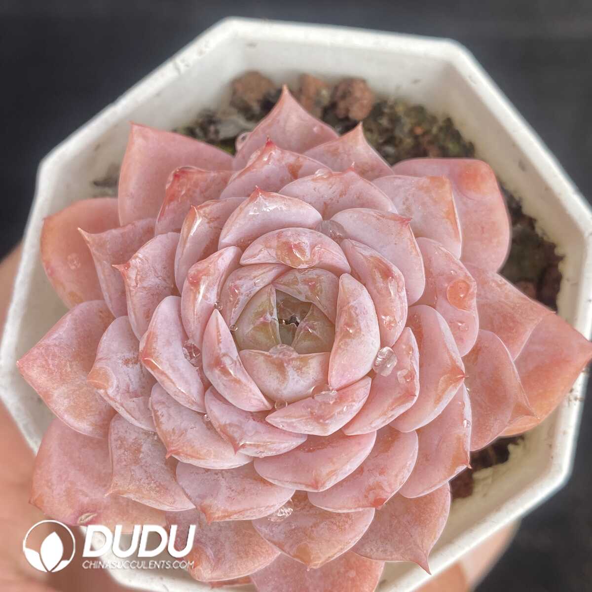 e201-439.jpg Echeveria Queen Ellie - 画像 (1)