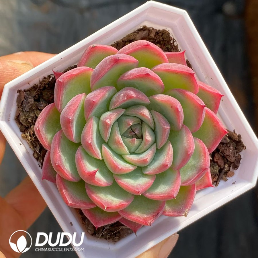 08713D60 Echeveria Pink Crystal - 画像 (1)