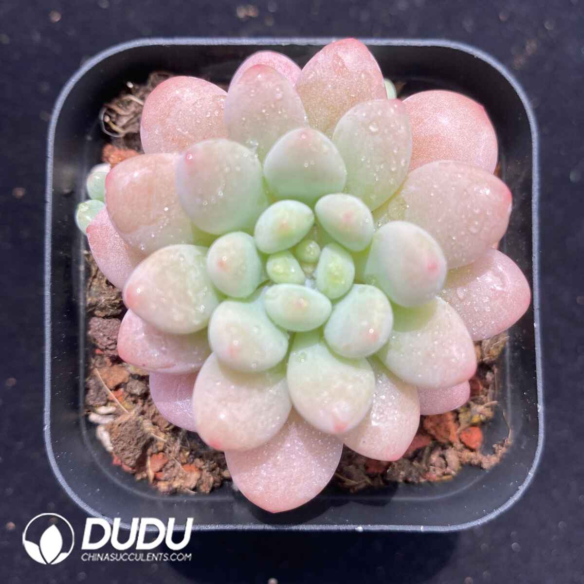 08730D60201.jpg Graptopetalum Daphne - 画像 (1)