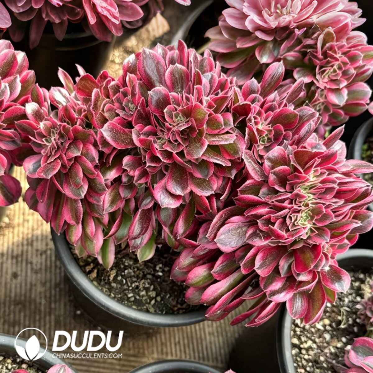 08732D230201.jpg Aeonium Pink Witch Cristata - 画像 (1)
