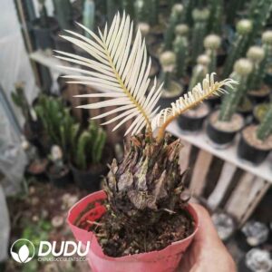 Cycadaceae Variegated