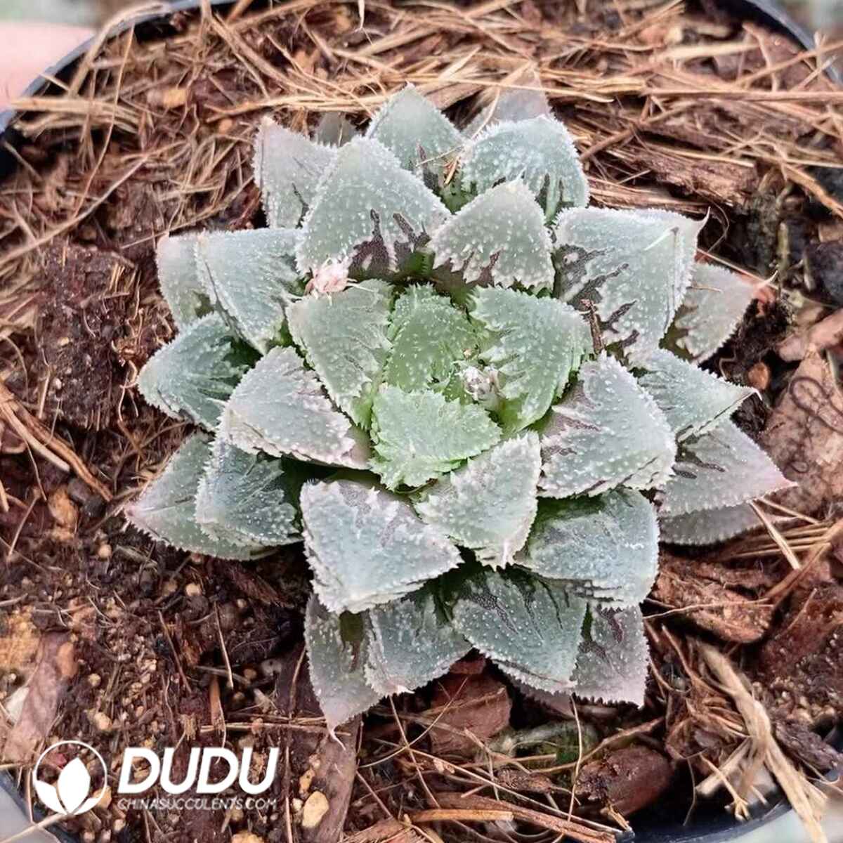 08742D60201.jpg Haworthia Hakuteijyo White Emperor City - 画像 (1)