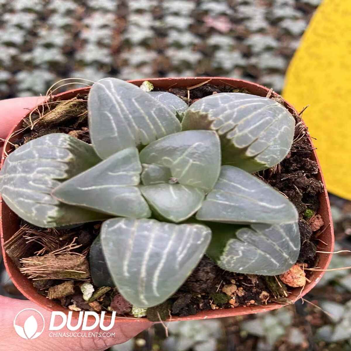 08743D60201.jpg Haworthia Sweet Heart - 画像 (1)