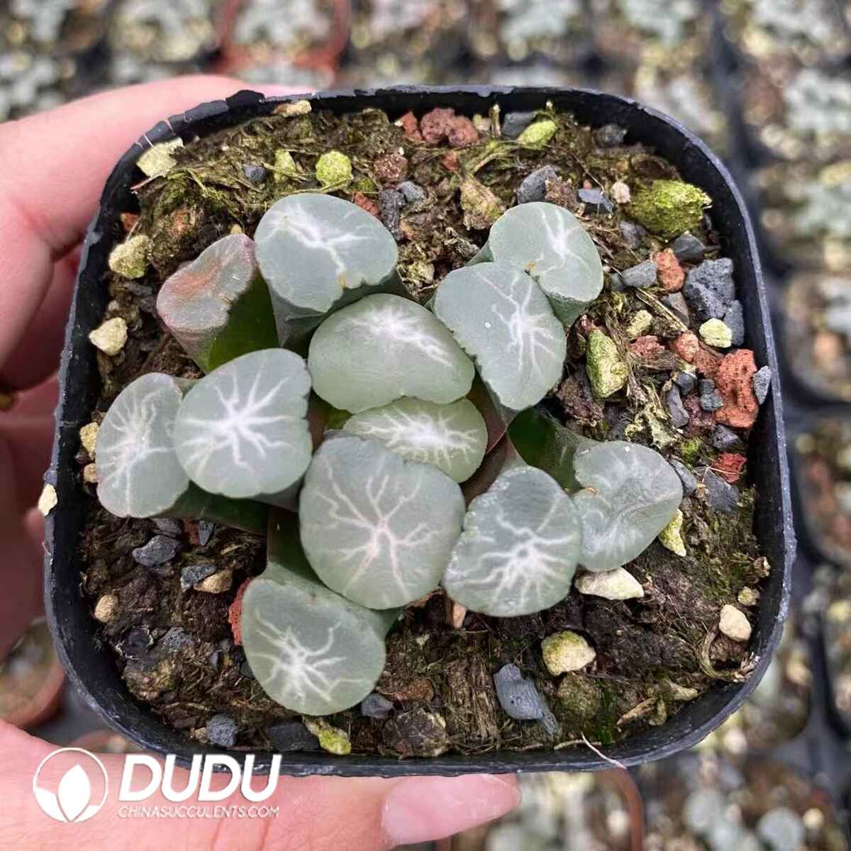 08744D60201.jpg Haworthia Truncata Eurola - 画像 (1)