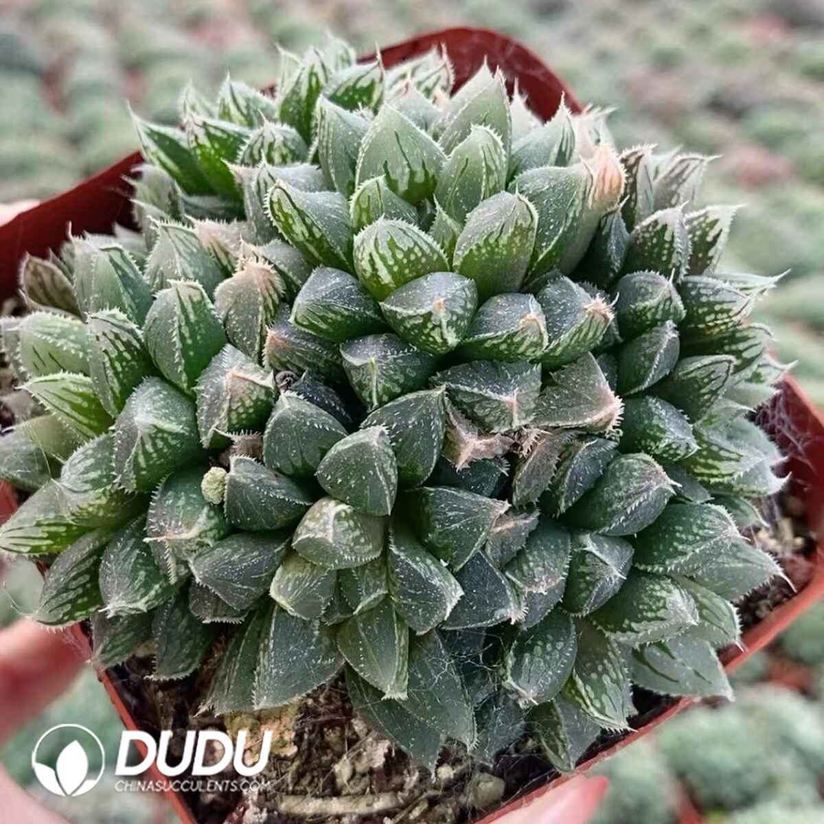 08745D90201.jpg Haworthia White Sugar - 画像 (1)