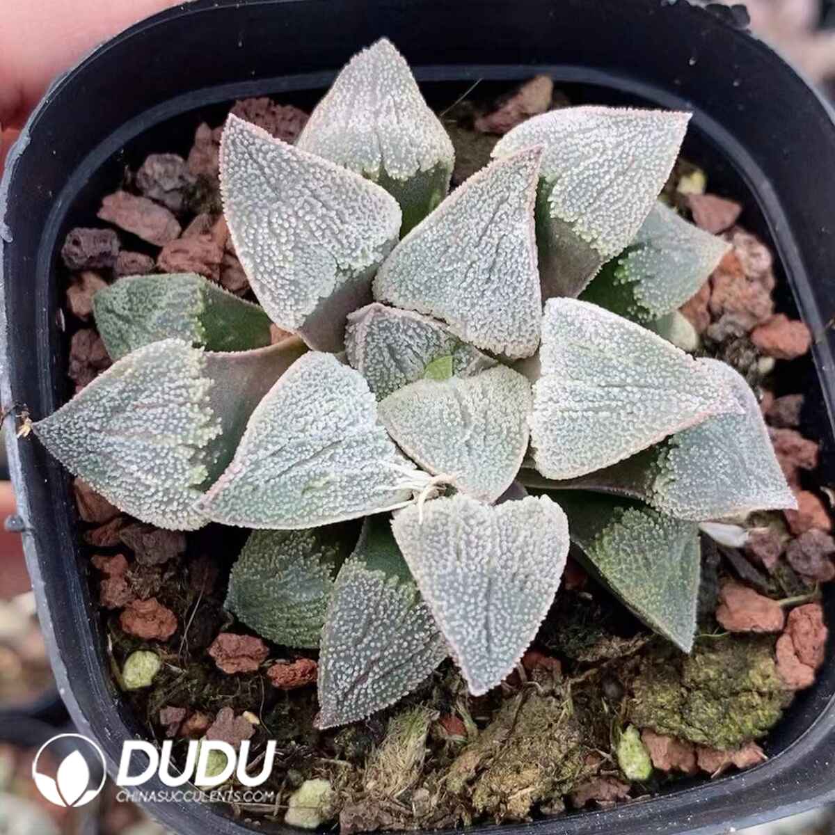 08746D60201.jpg Haworthia Juechuan - 画像 (1)