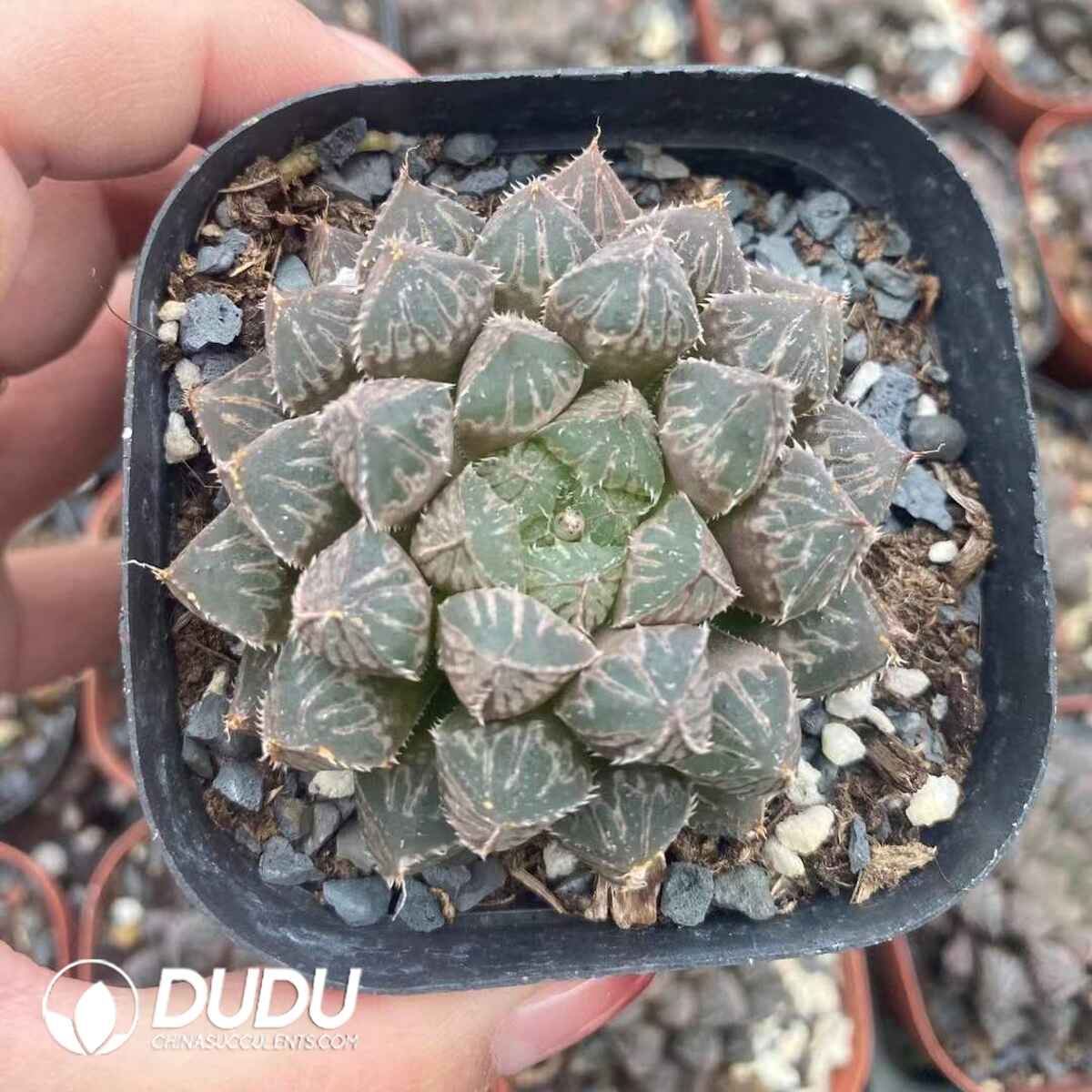 08747D60201.jpg Haworthia Hybrid Mirrorball - 画像 (1)
