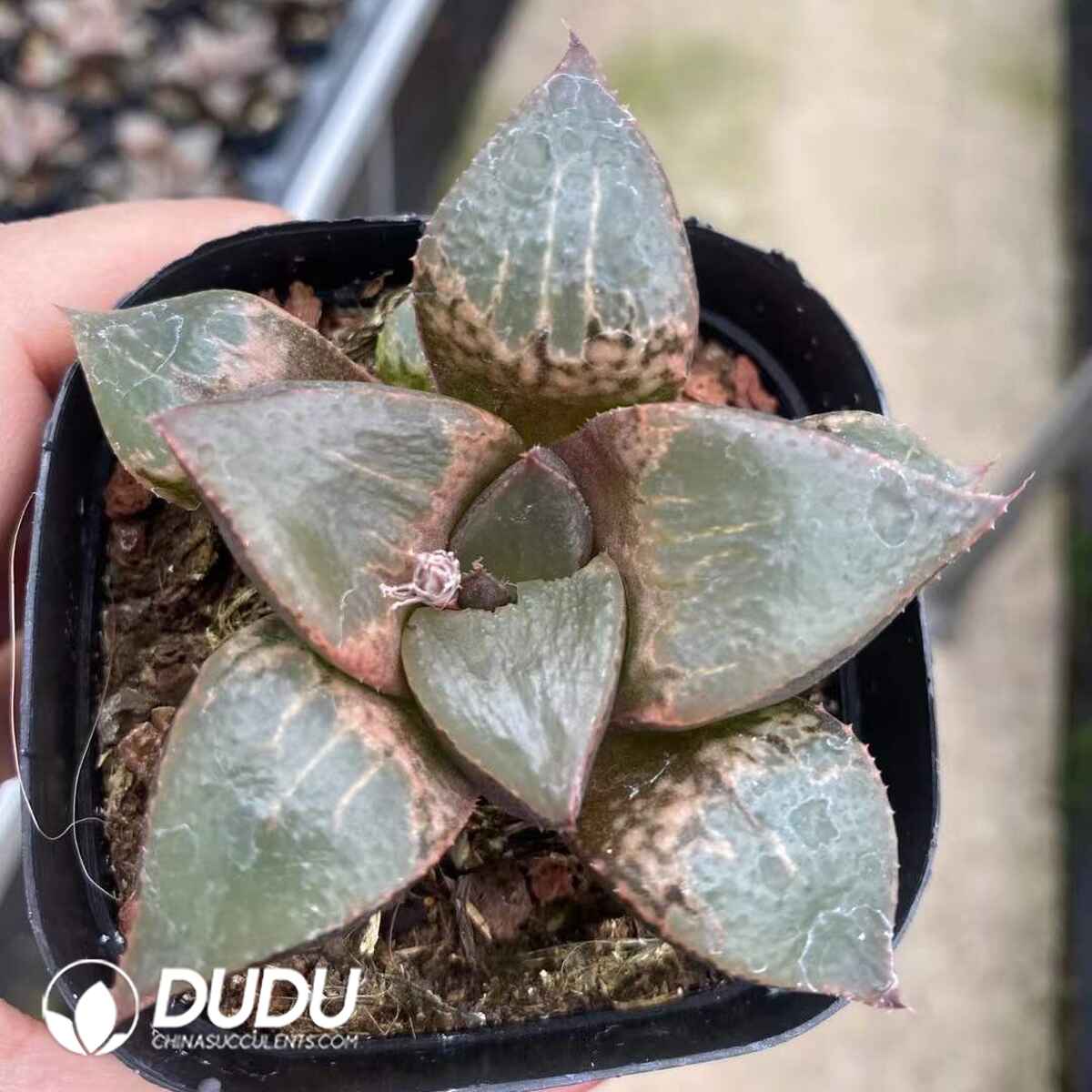 08748D60201.jpg Haworthia Shuten-doji - 画像 (1)