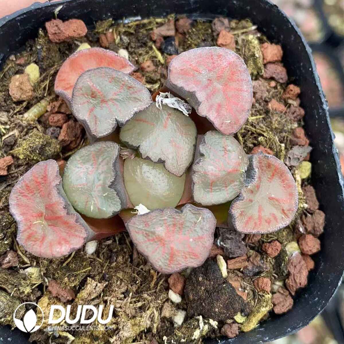 08749D60201.jpg Haworthia Maughanii Red Pattern - 画像 (1)