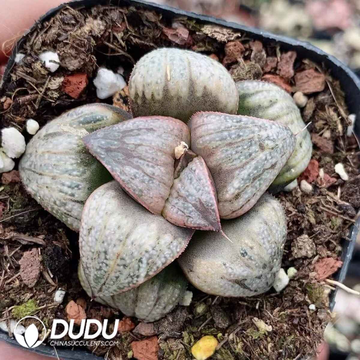 08750D60201.jpg Haworthia Silver King - 画像 (1)