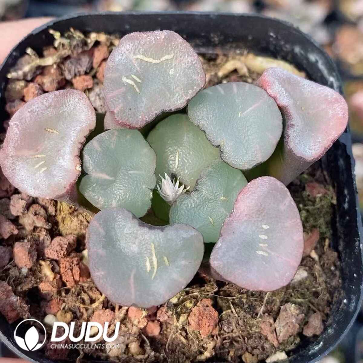08752D60201.jpg Haworthia Magic Mirror - 画像 (1)