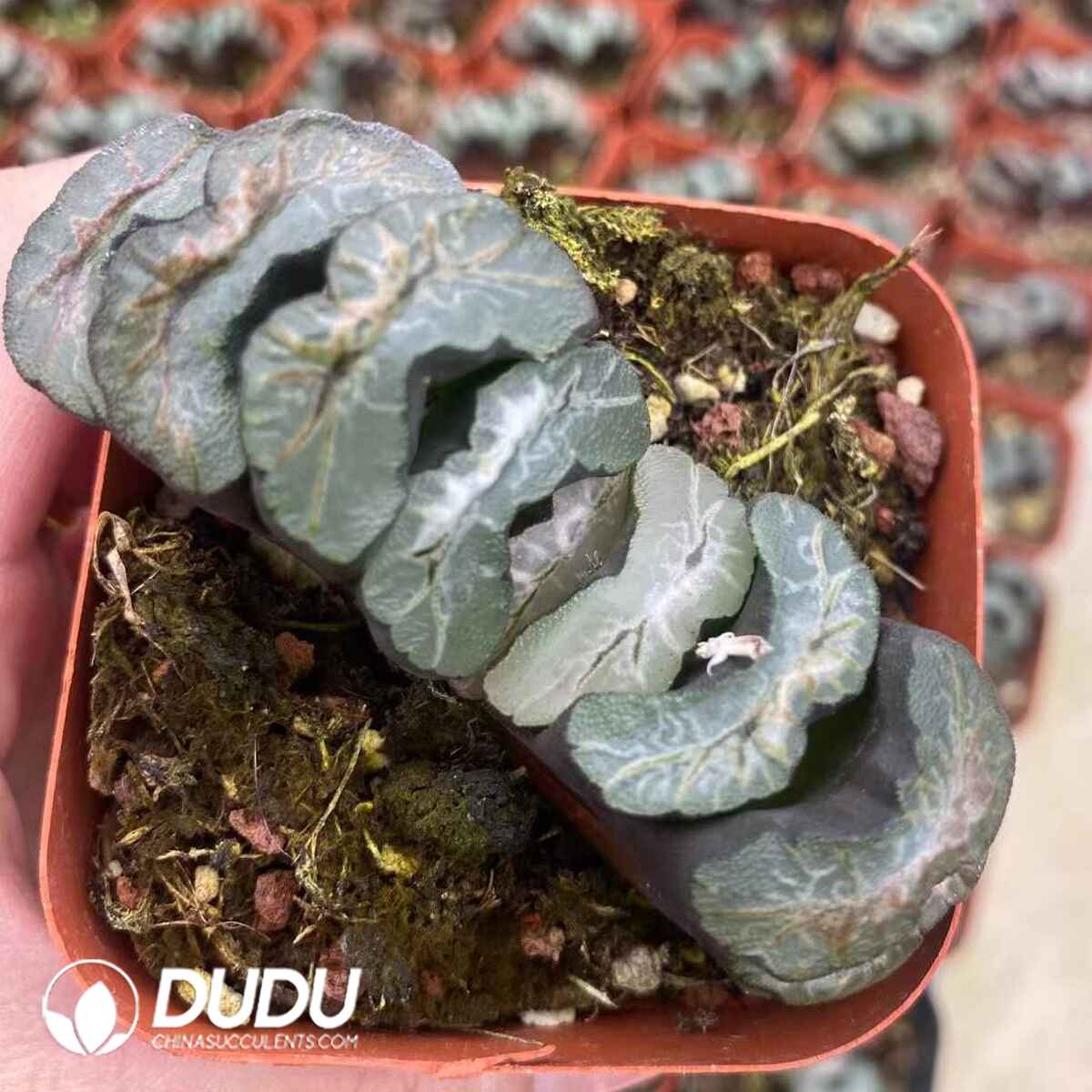 08753D60201.jpg Haworthia Truncata Dapeng - 画像 (1)