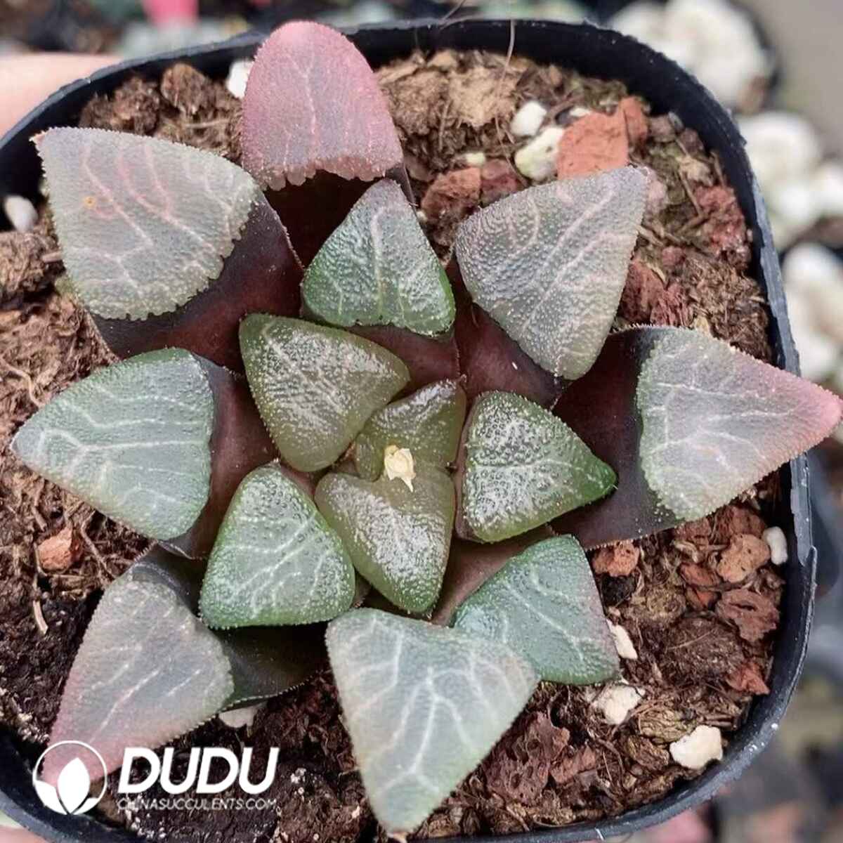 08754D60201.jpg Haworthia Springbok - 画像 (1)