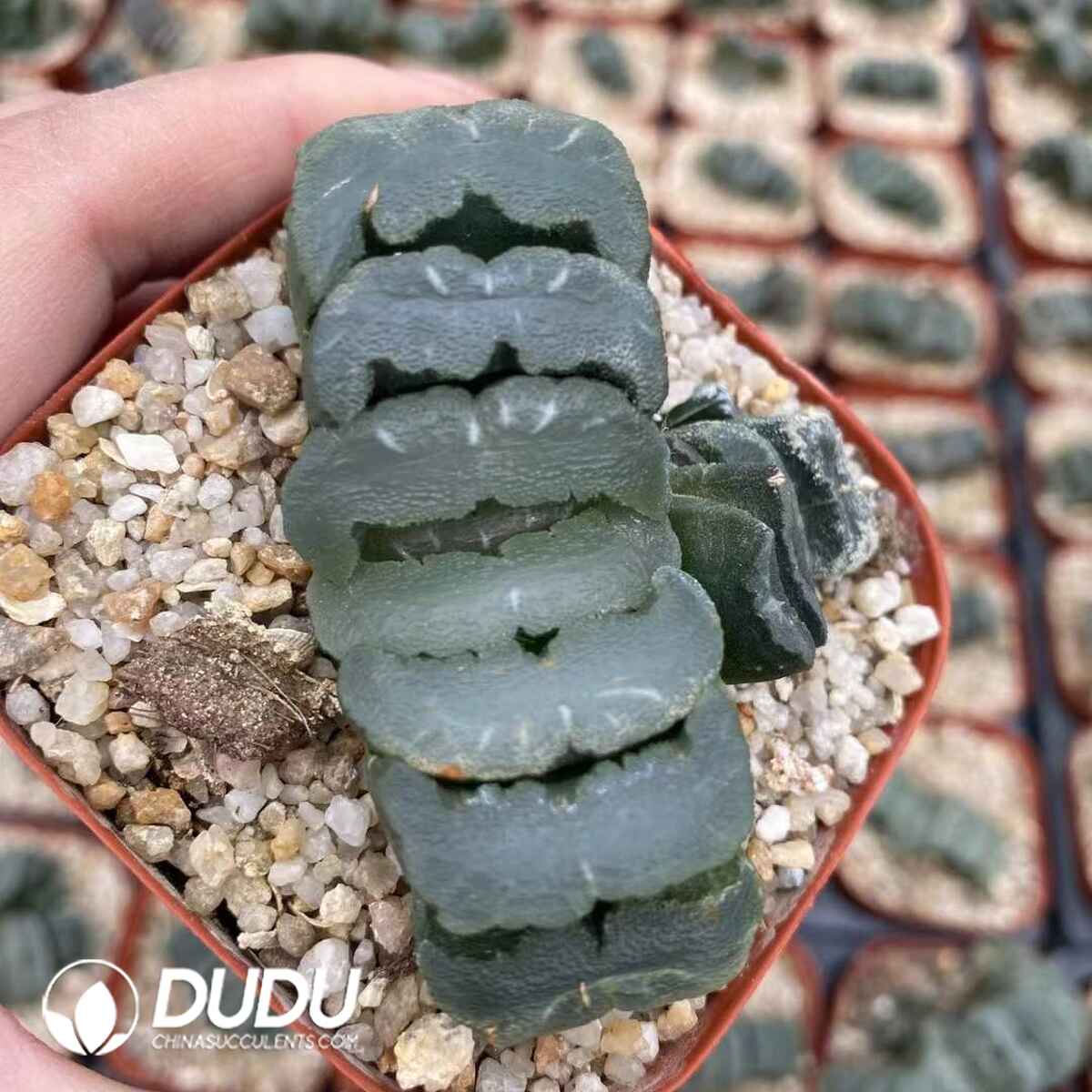 08755D60201.jpg Haworthia Truncata Kiganjo - 画像 (1)