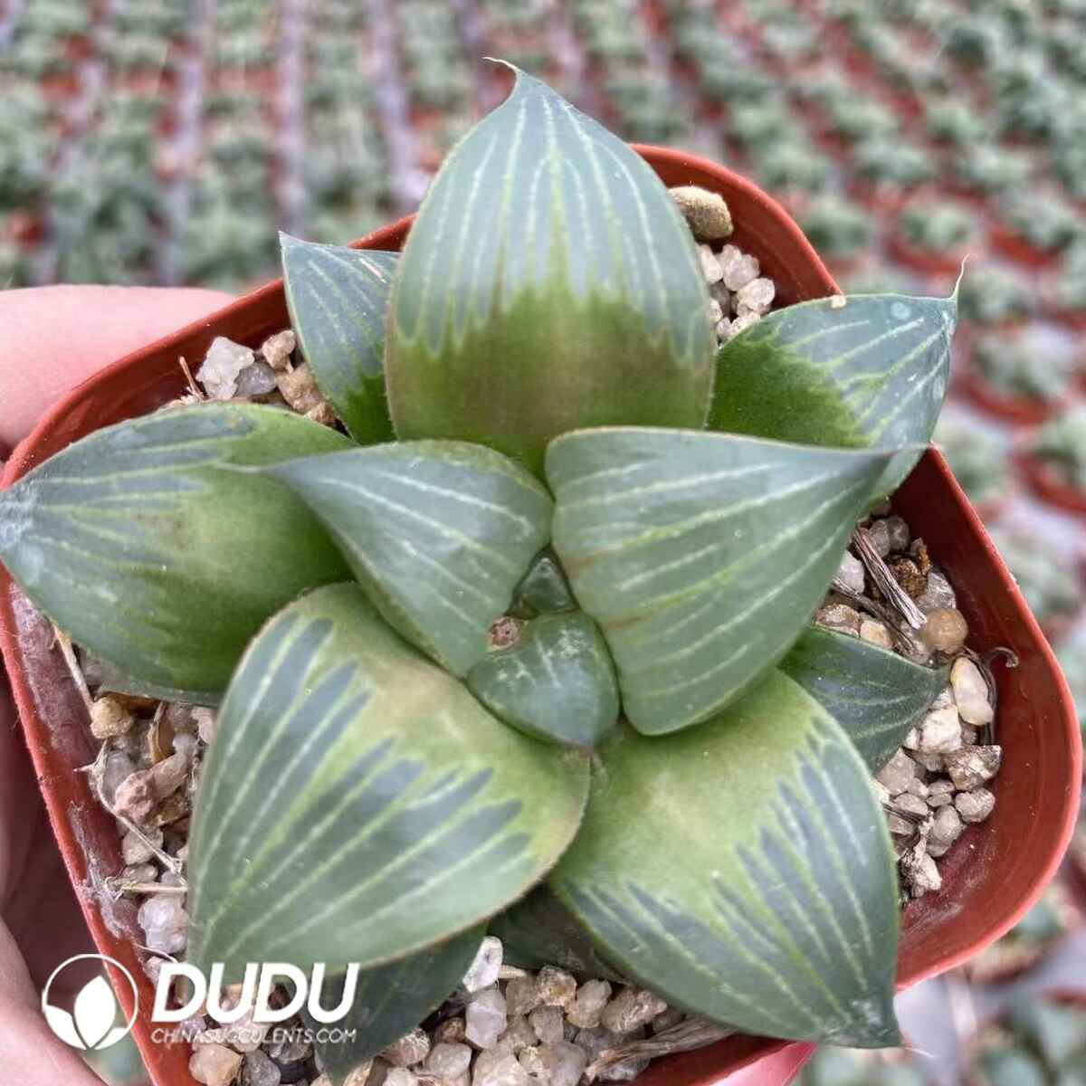 08756D60201.jpg Haworthia Magnifica Xishan - 画像 (1)