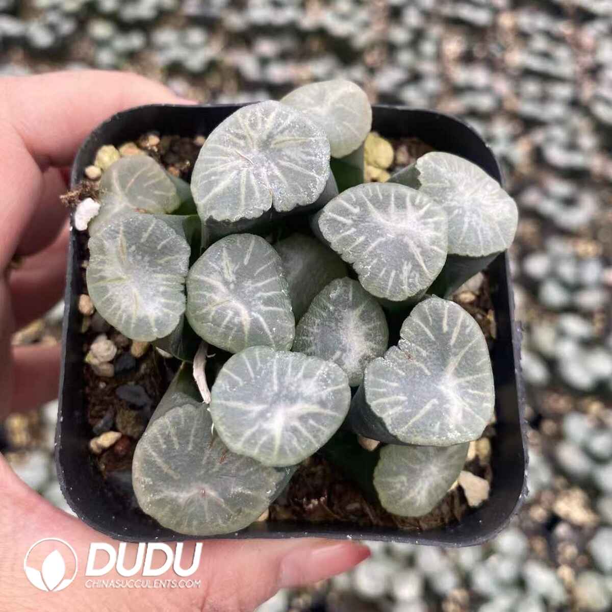 08757D60201.jpg Haworthia Maughanii Silver Dragon Emperor - 画像 (1)