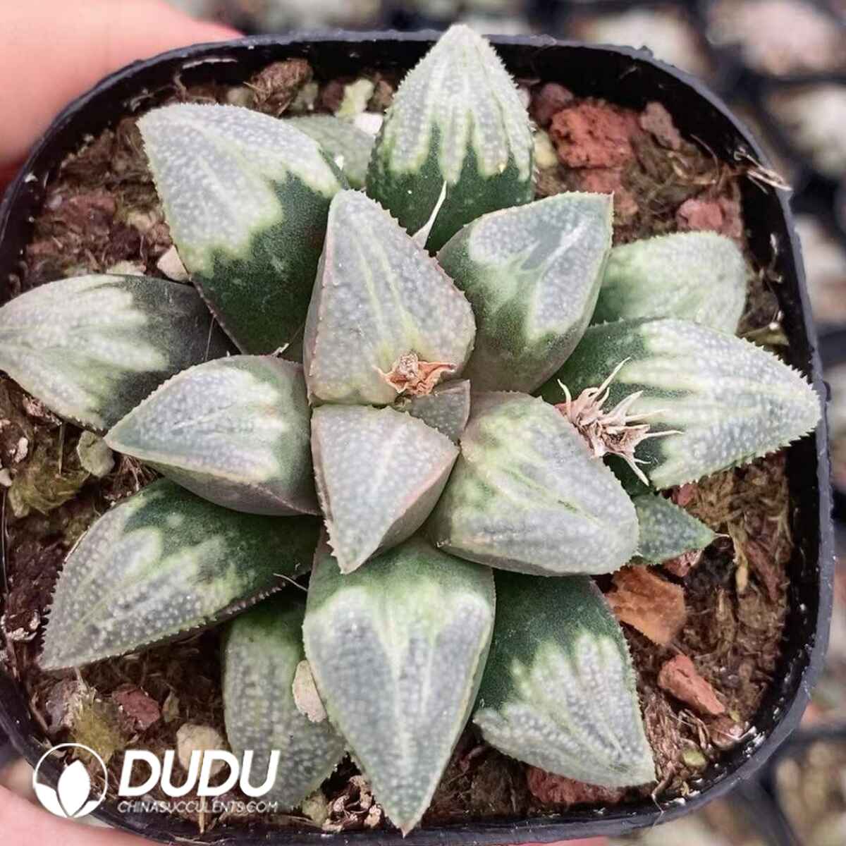 08758D60201.jpg Haworthia Tianyin - 画像 (1)