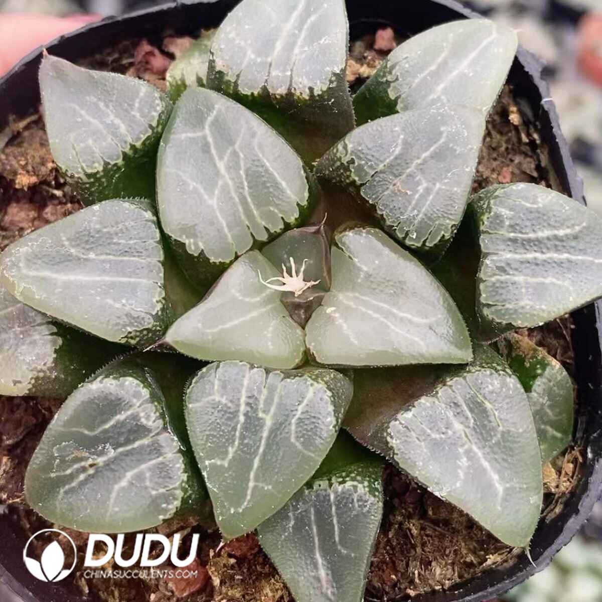 08759D60201.jpg Haworthia Moon Shadow - 画像 (1)