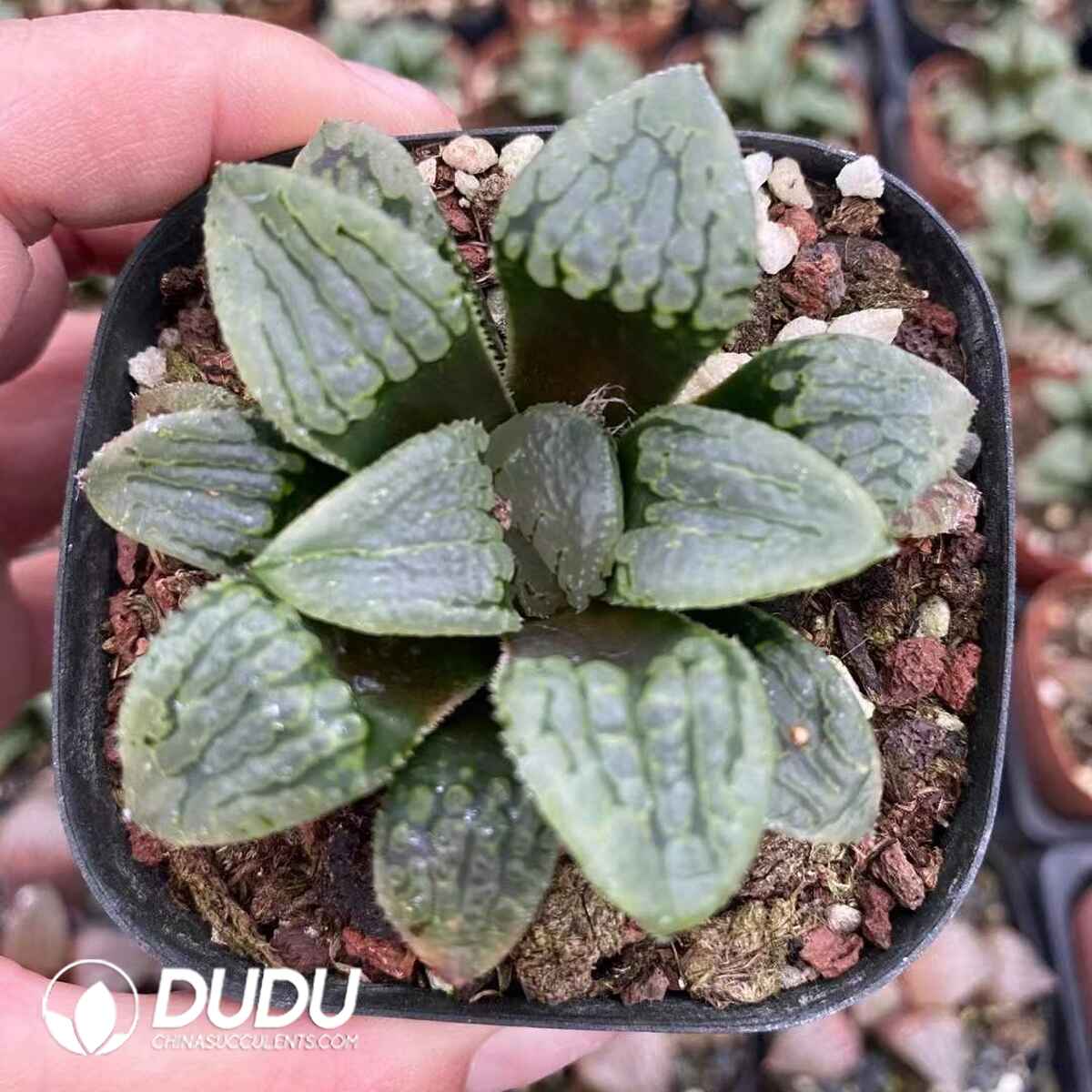 08760D60201.jpg Haworthia Maryy - 画像 (1)