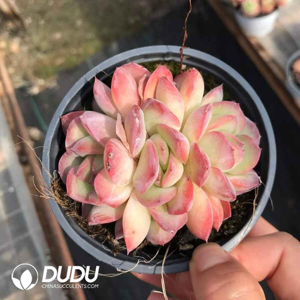 08773D90201.jpg Echeveria Snow Night 3 Heads Clustering - 画像 (1)