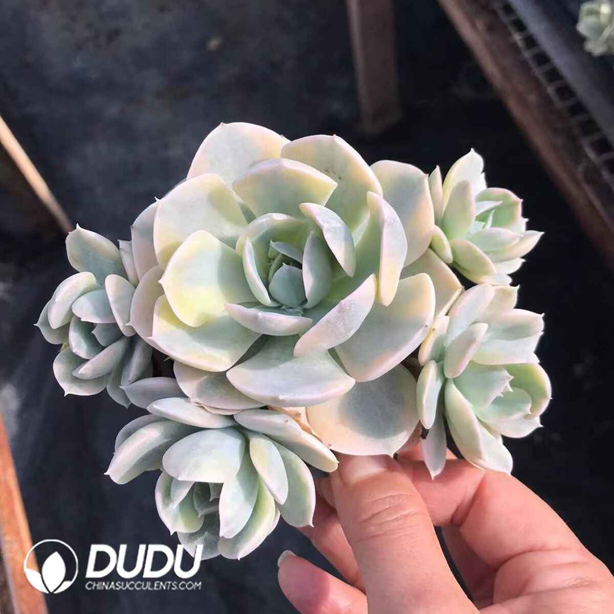 08774D90201.jpg Echeveria Runyonii Variegated Clustering - 画像 (1)