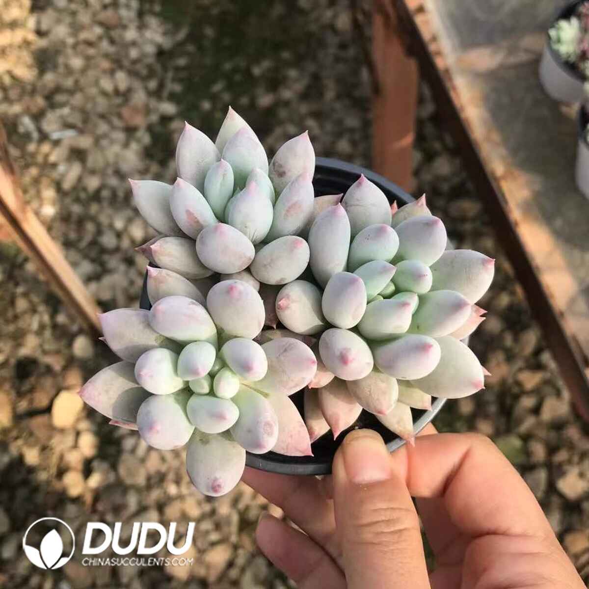 08775D90201.jpg Pachyphytum Solomon 3 Heads Clustering - 画像 (1)