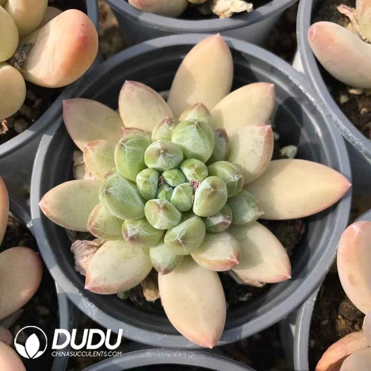 08776D90201.jpg Echeveria Green Heart Beauty - 画像 (1)