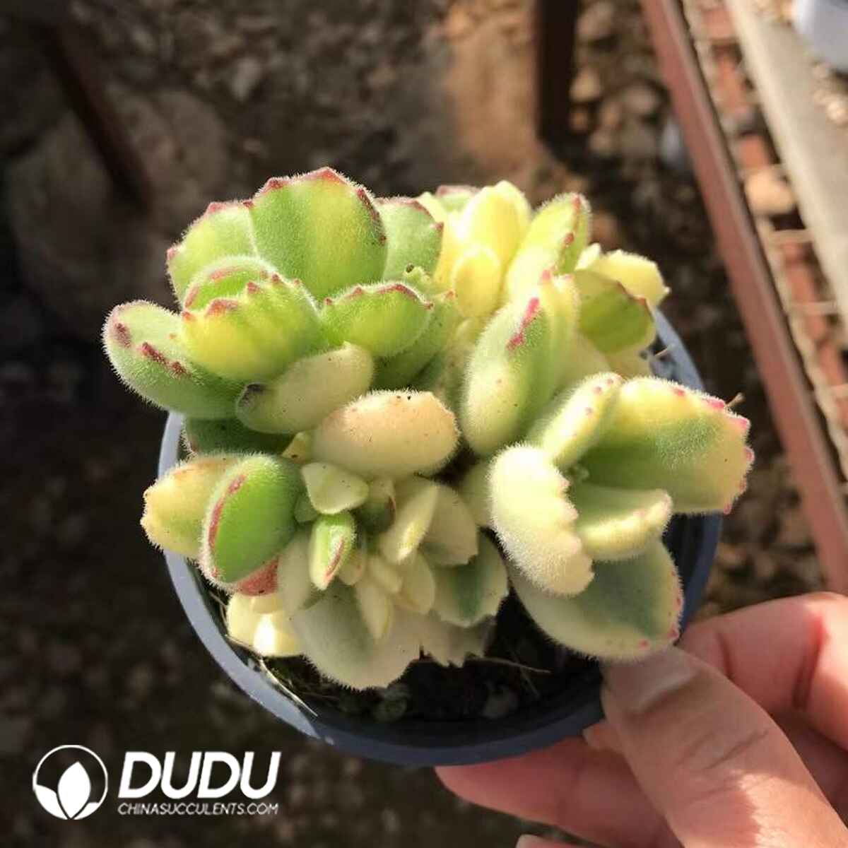 08780D90201.jpg Echeveria White Bear - 画像 (1)