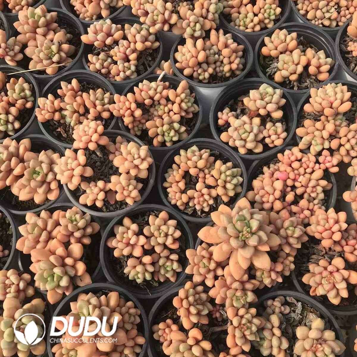 08782D90201.jpg Echeveria Sugar Bean Clustering - 画像 (1)