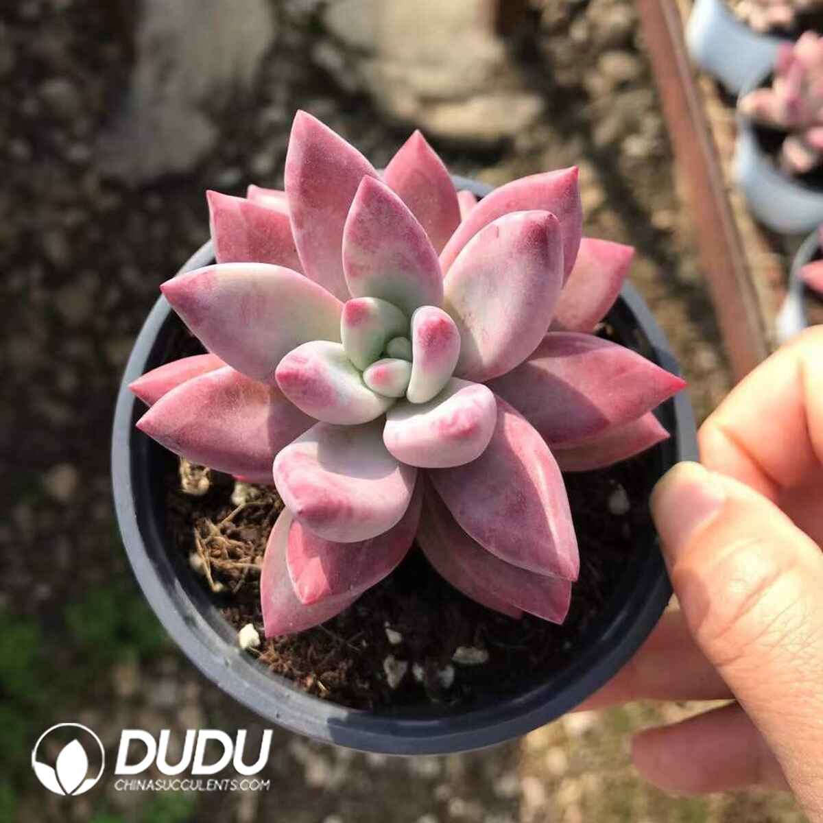 08783D90201.jpg Echeveria Hefei Fish - 画像 (1)