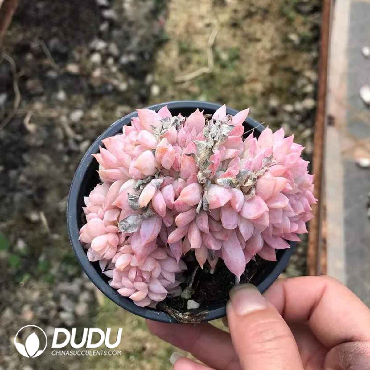 08788D90201.jpg Echeveria Shasha Cristata - 画像 (1)