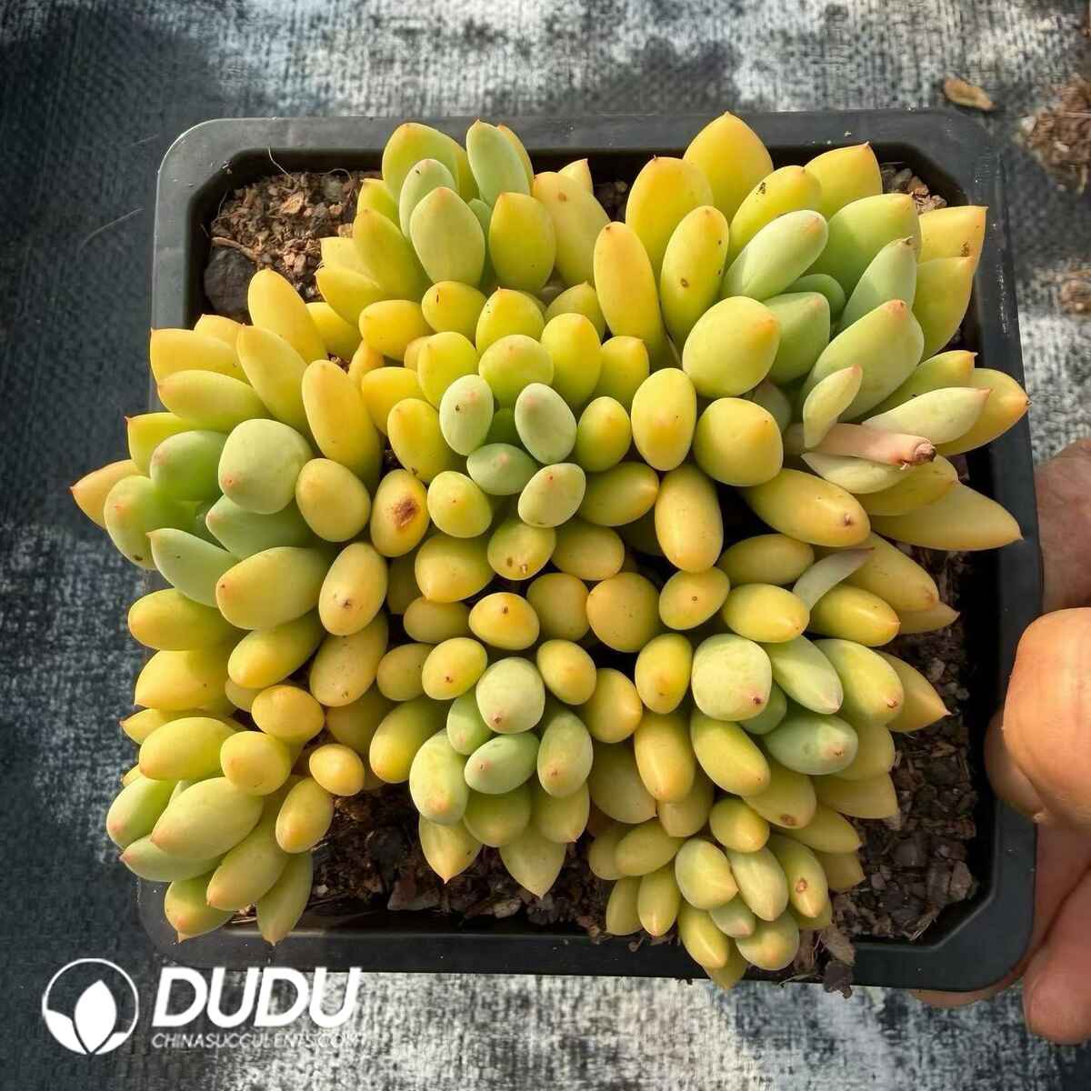 08789D140201.jpg Pachyphytum Magic Beans Clustering - 画像 (1)