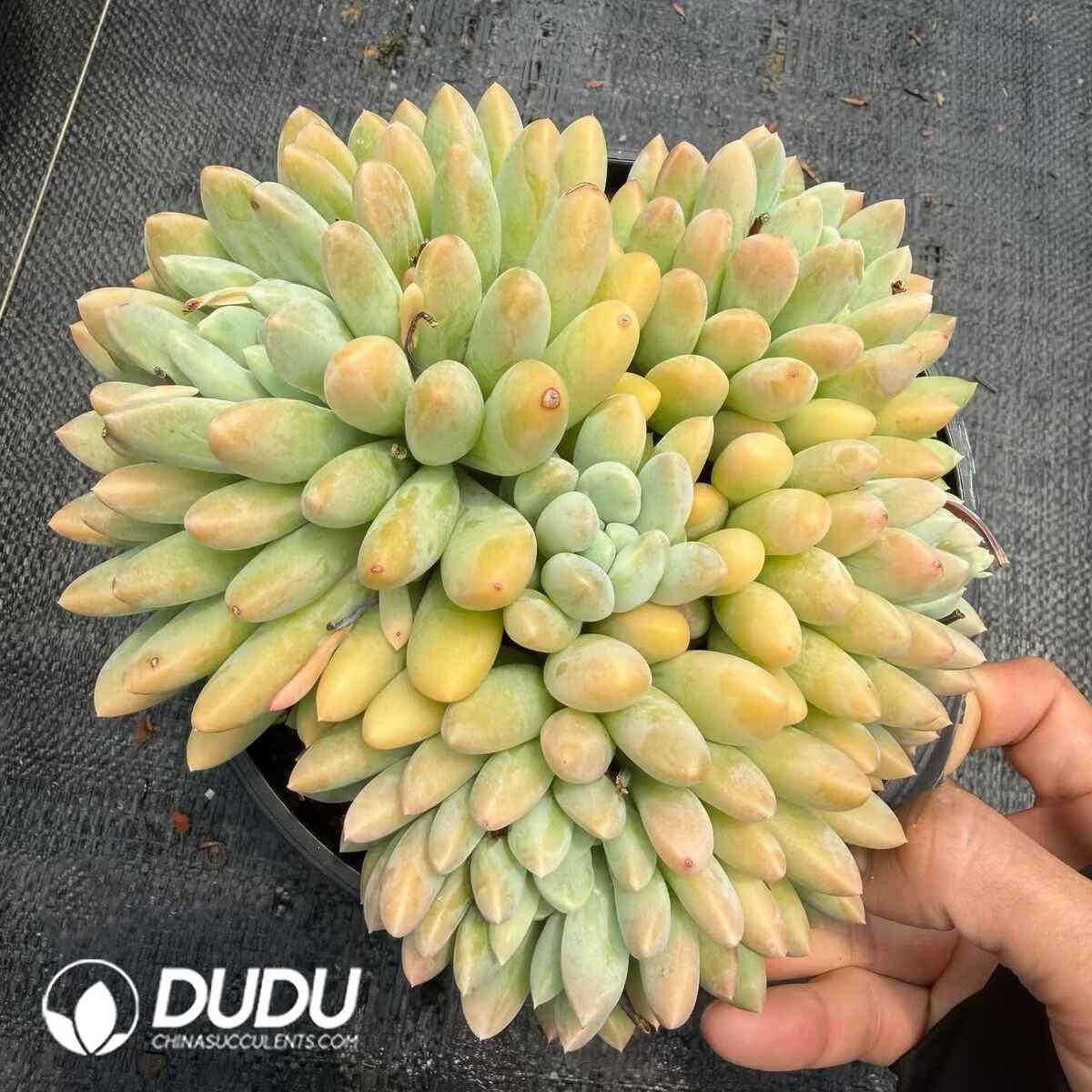 08791D160201.jpg Pachyphytum Egg Yolk Candy Clustering - 画像 (1)