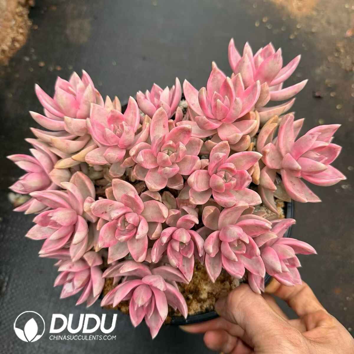 08794D160201.jpg Sedum Pudding Variegated Clustering - 画像 (1)